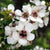 Svens Island New Zealand